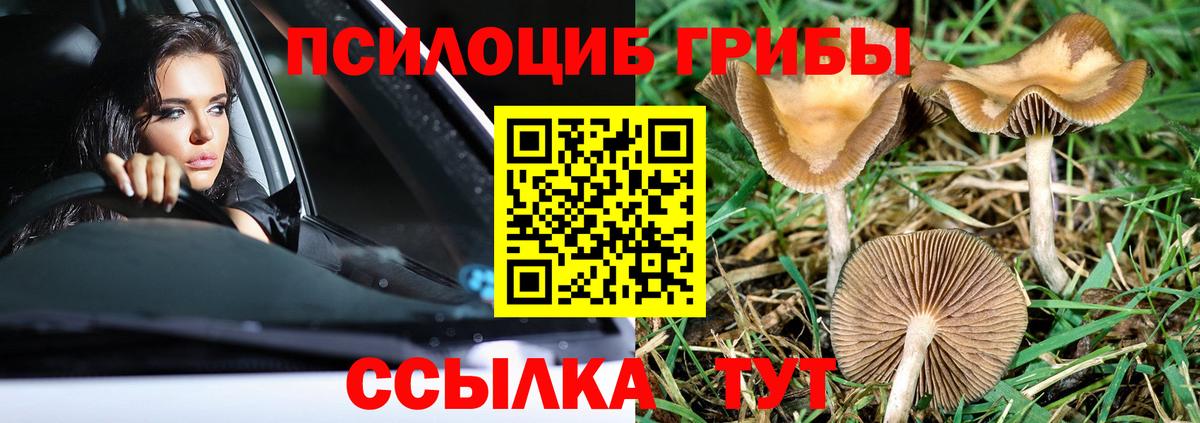 Галлюциногенные грибы Psilocybe Карасук